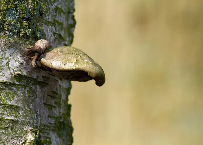 Eetcafe De Roskam * Zundert