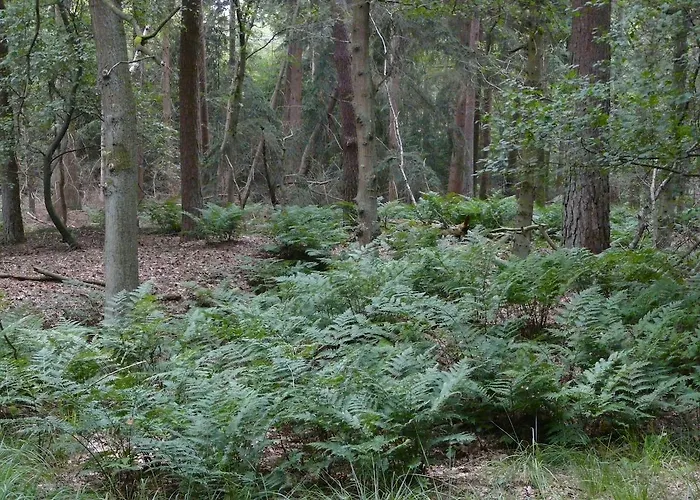 Hotel Eetcafe De Roskam Zundert