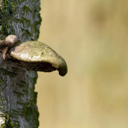 Eetcafe De Roskam * Zundert